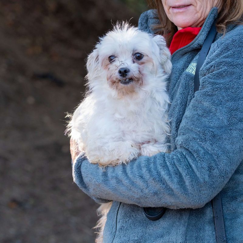 Maltese