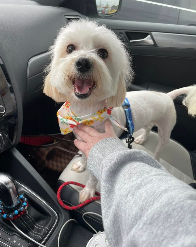 Maltese