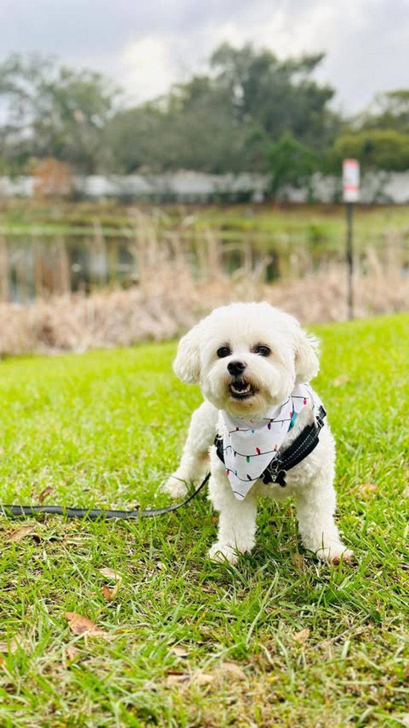 Maltese