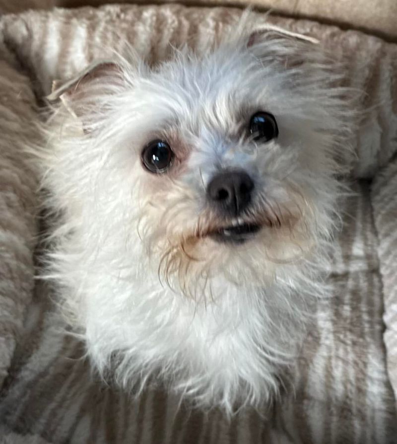 Maltese