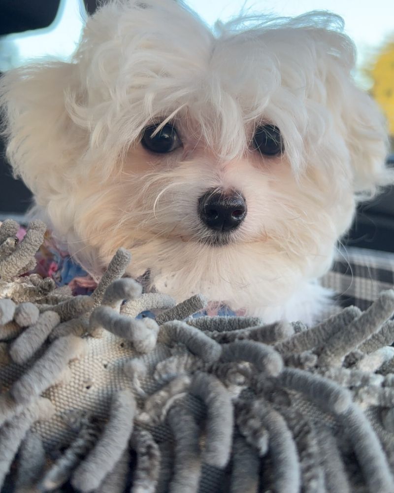 Maltese