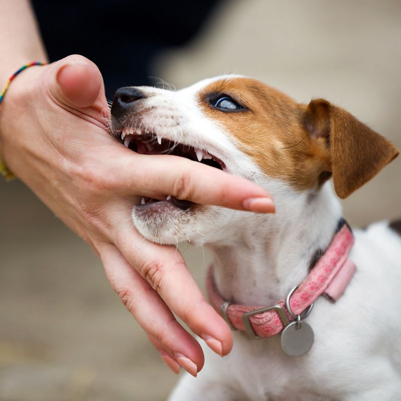 Managing Puppy Biting