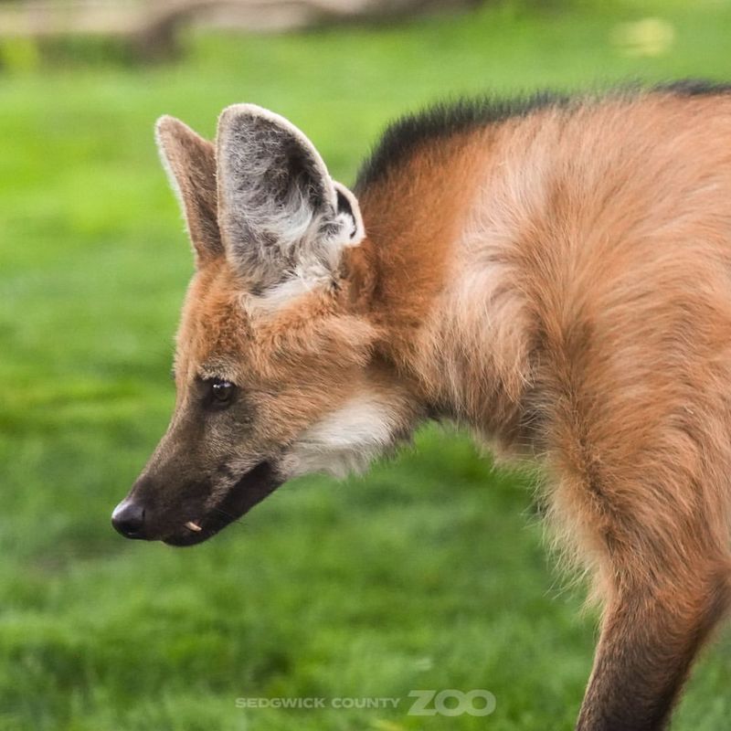 Maned Wolf