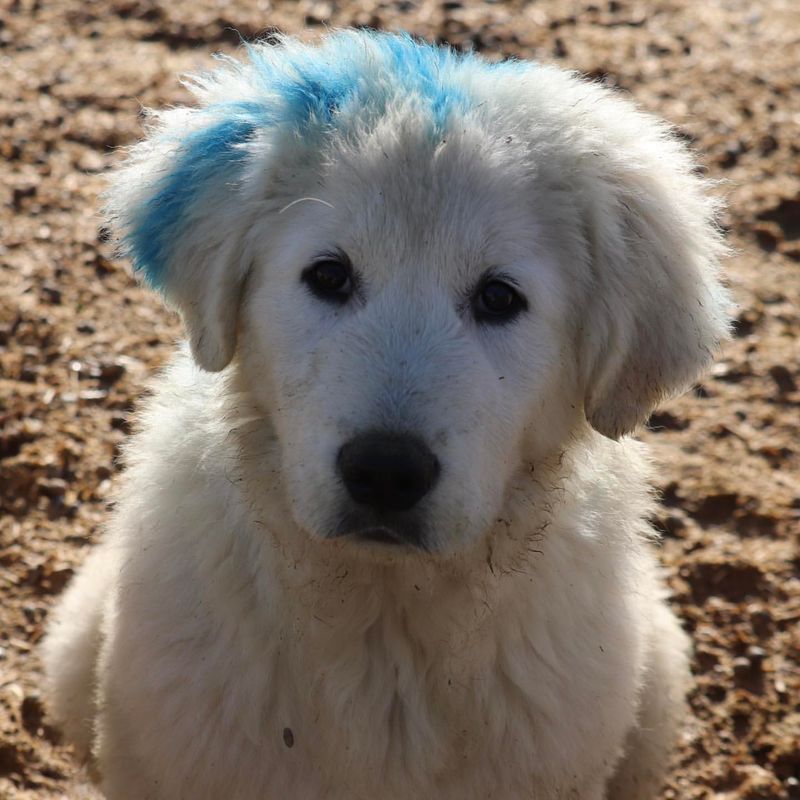 Maremma Sheepdog