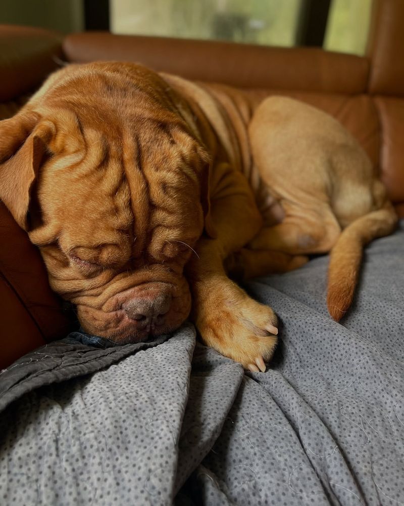 Mastiff