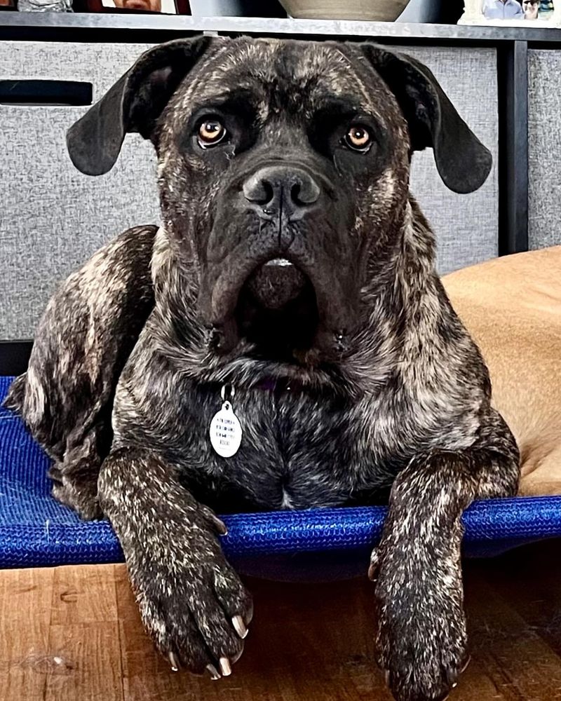 Mastiff