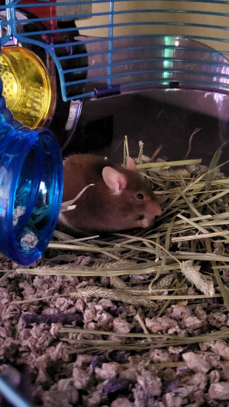 Mice
