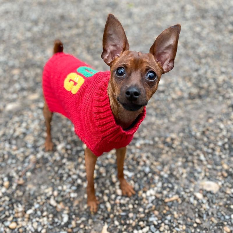 Miniature Pinscher