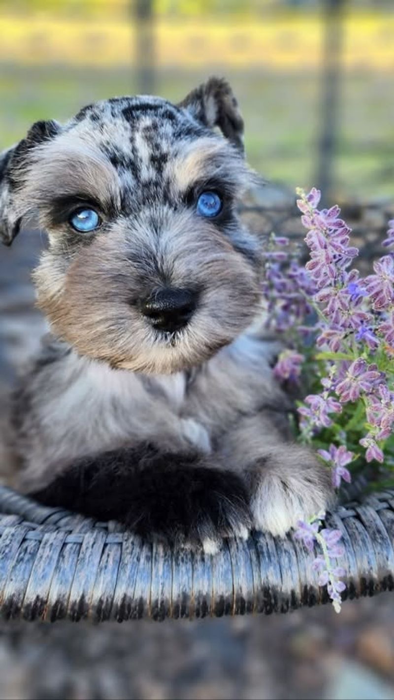 Miniature Schnauzer