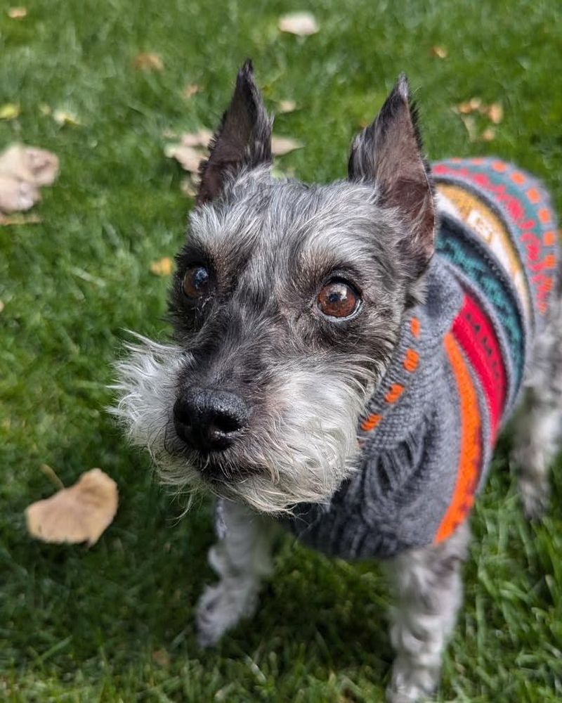 Miniature Schnauzer