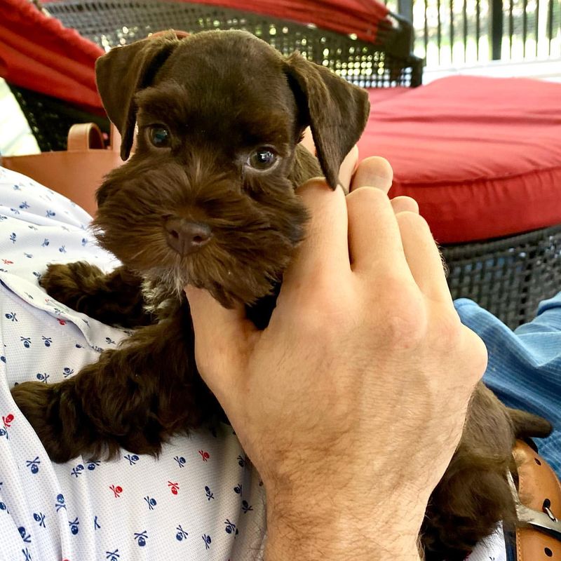 Miniature Schnauzer