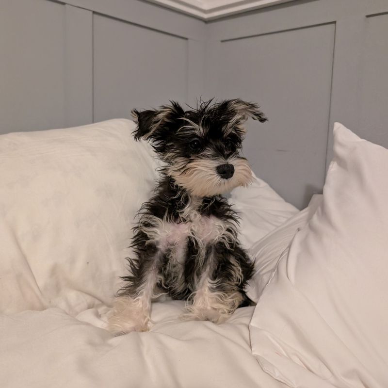 Miniature Schnauzer