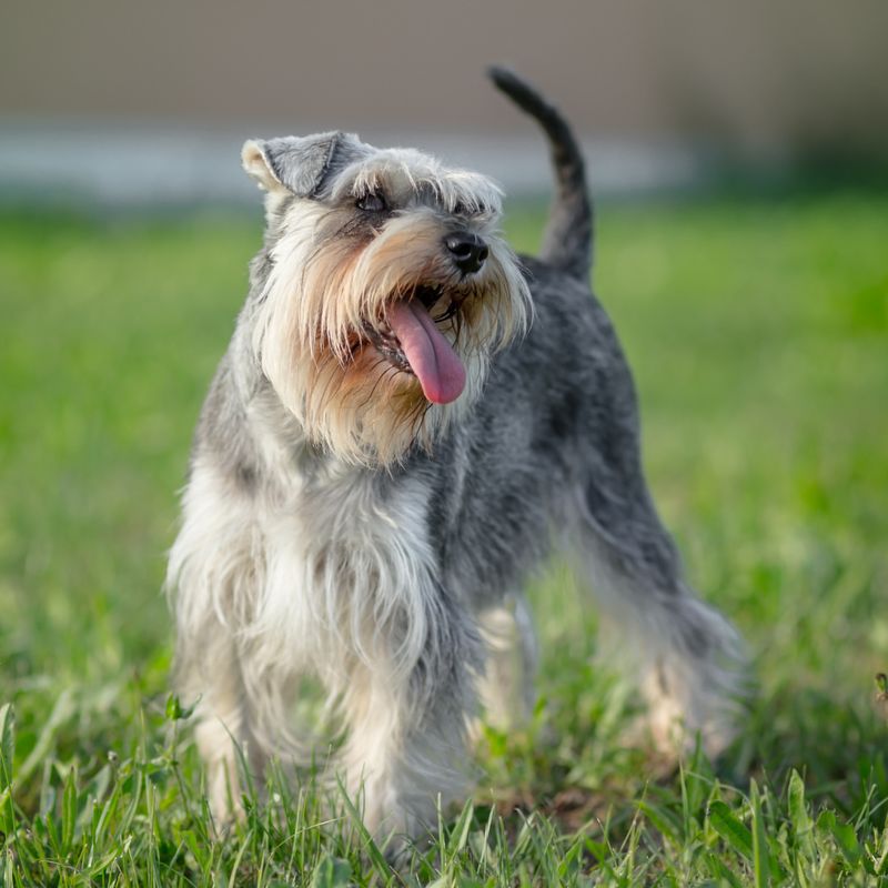 Miniature Schnauzer