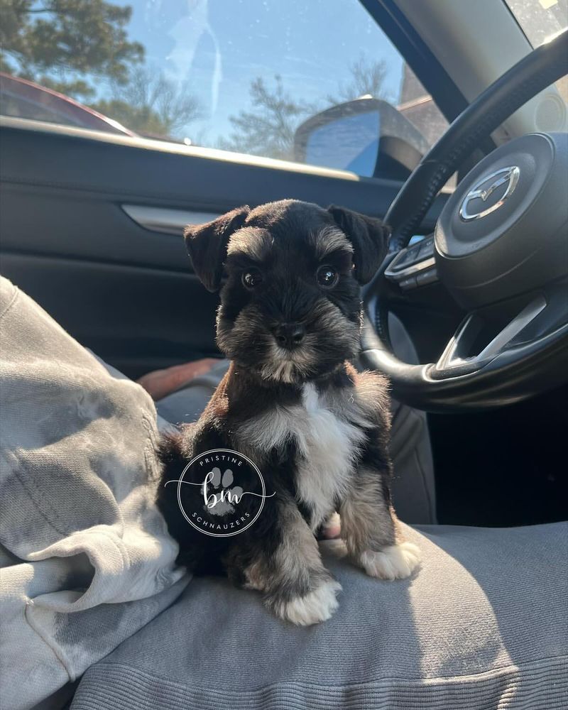 Miniature Schnauzer