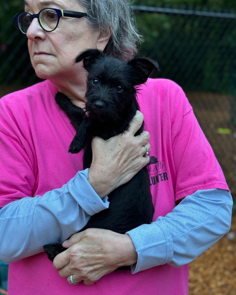 Miniature Schnauzer