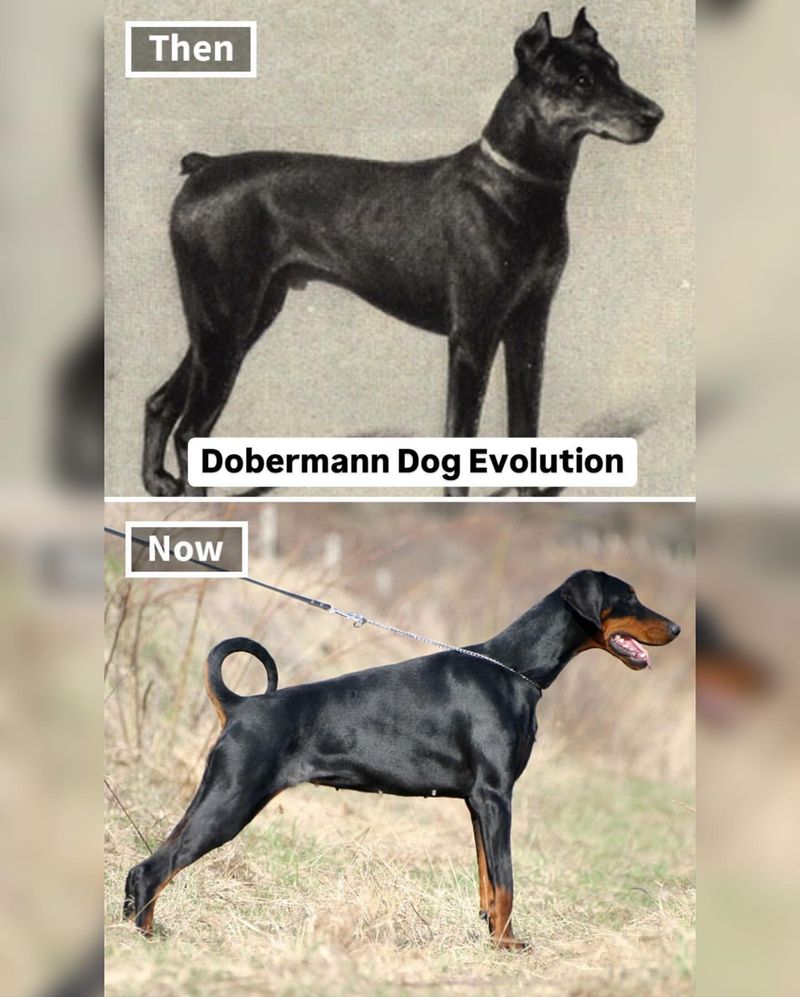 Miniaturization of Breeds