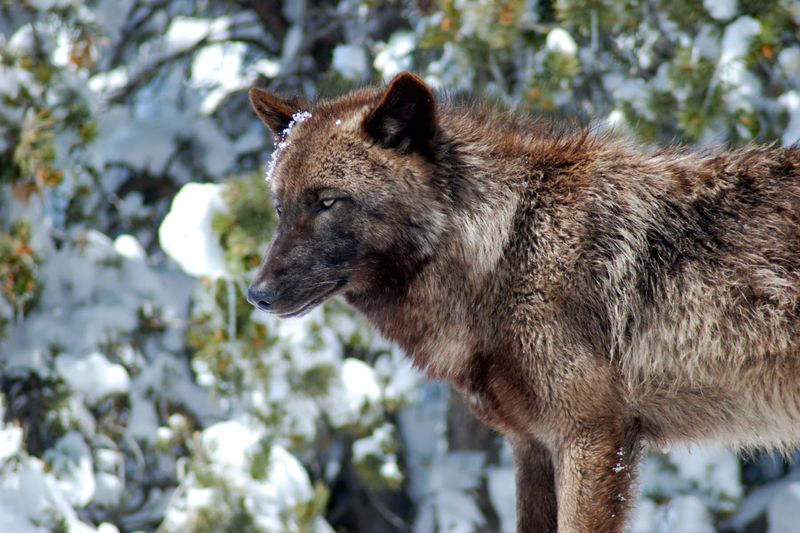 Mission: Wolf, Colorado