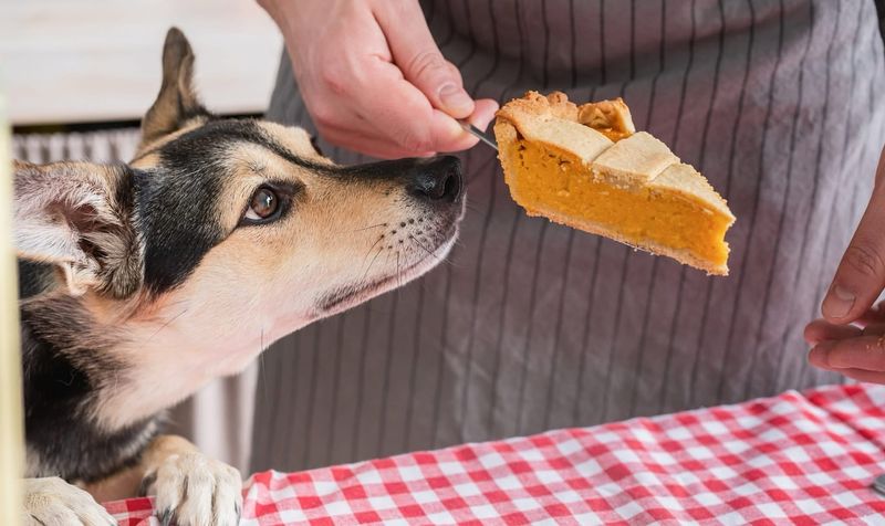 Myth 15: Dogs Can Live on Table Scraps