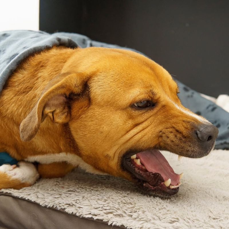 Myth 19: Dogs Don't Feel Pain Like Humans