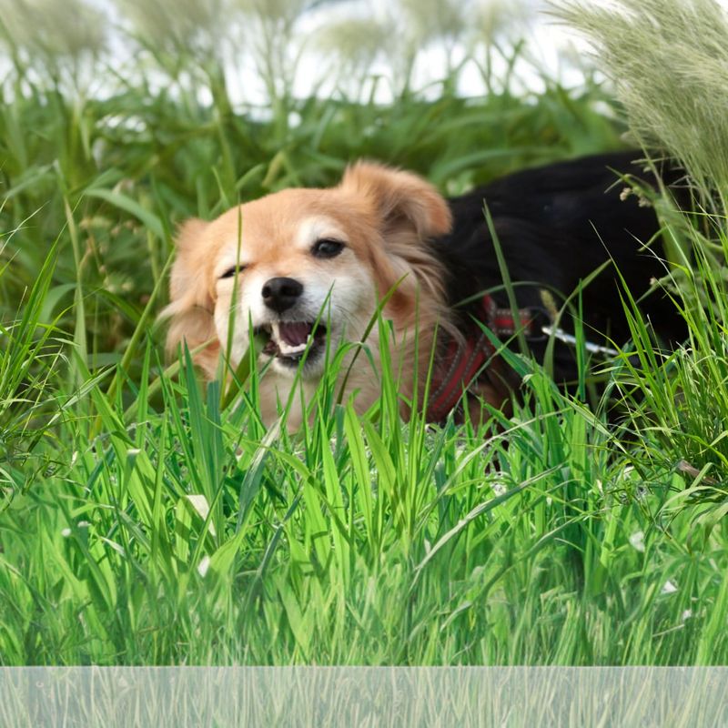 Myth 3: Dogs Eat Grass When Sick