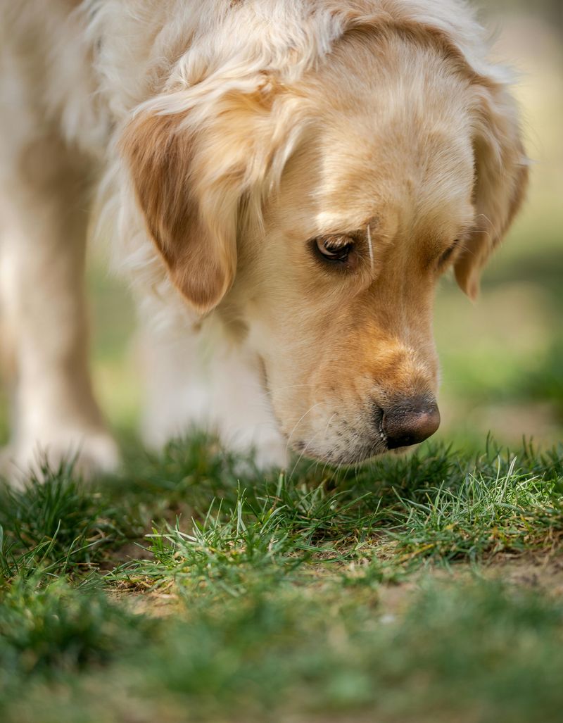 Myth 4: Dogs Eat Grass When They're Sick