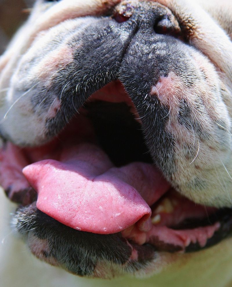 Myth 6: Dogs' Mouths are Cleaner than Humans'