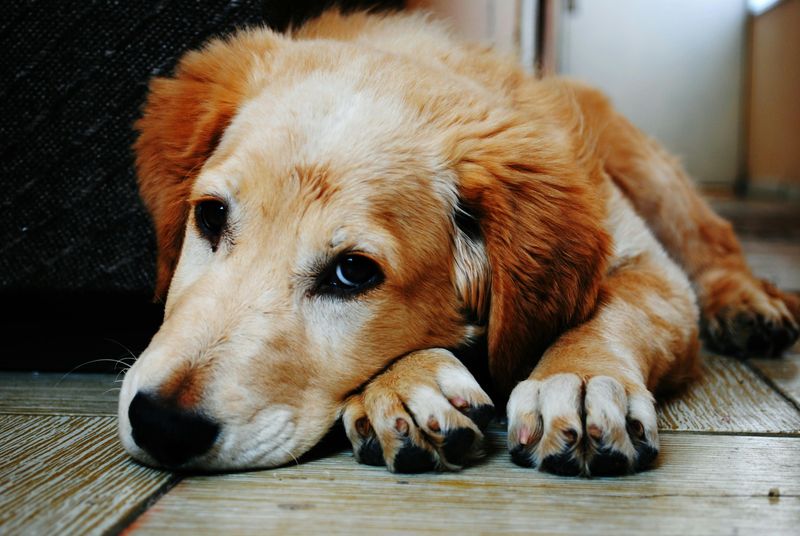 Myth 8: Dogs Feel Guilty After Misbehaving