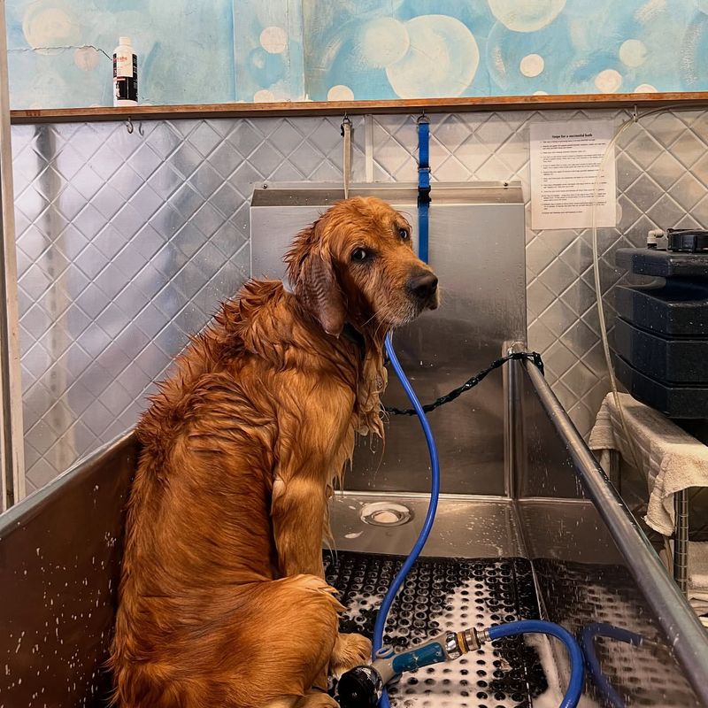 Myth 9: Dogs Don't Need Baths