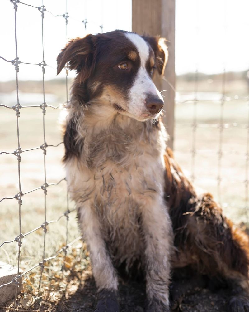Natural Herding Instinct