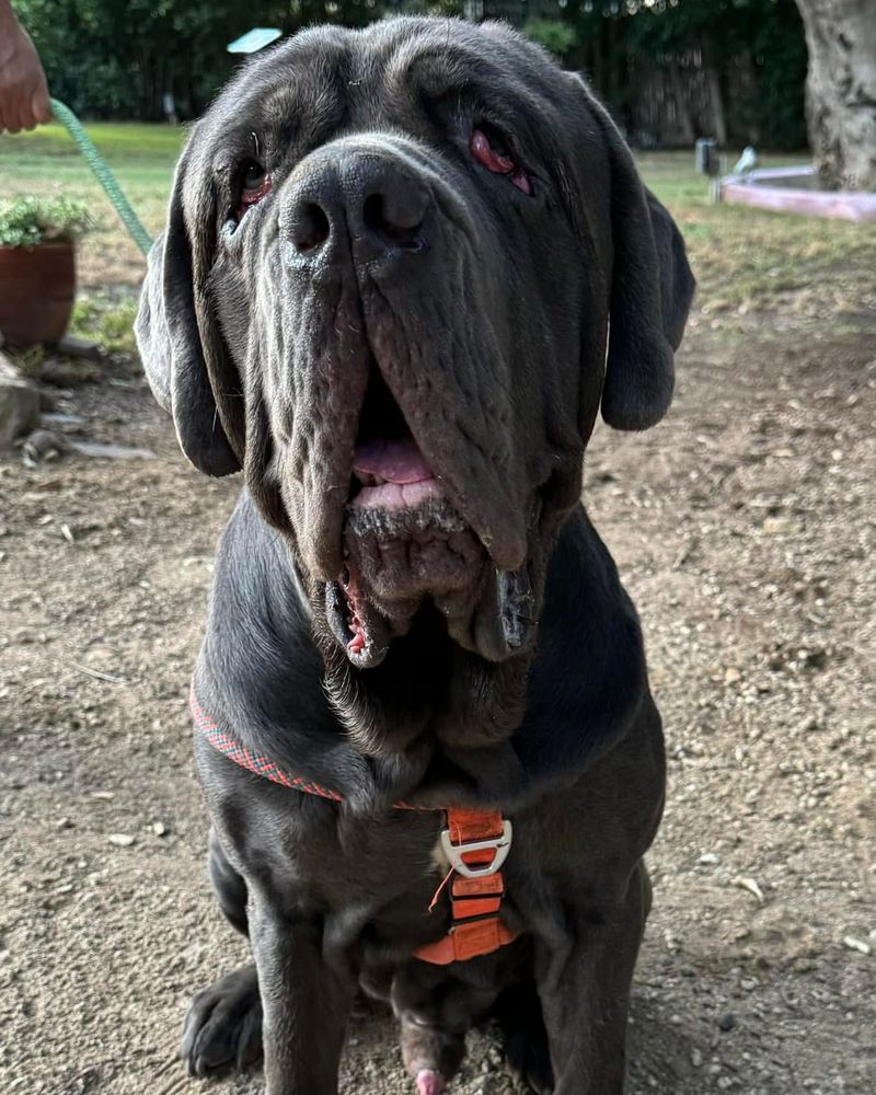 Neapolitan Mastiff