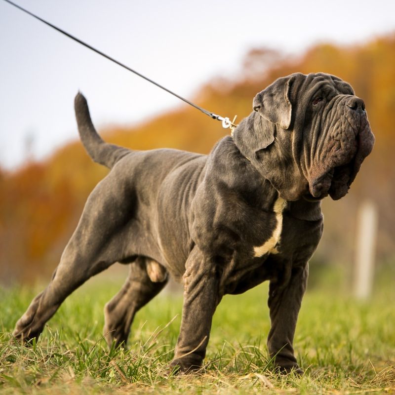 Neapolitan Mastiff