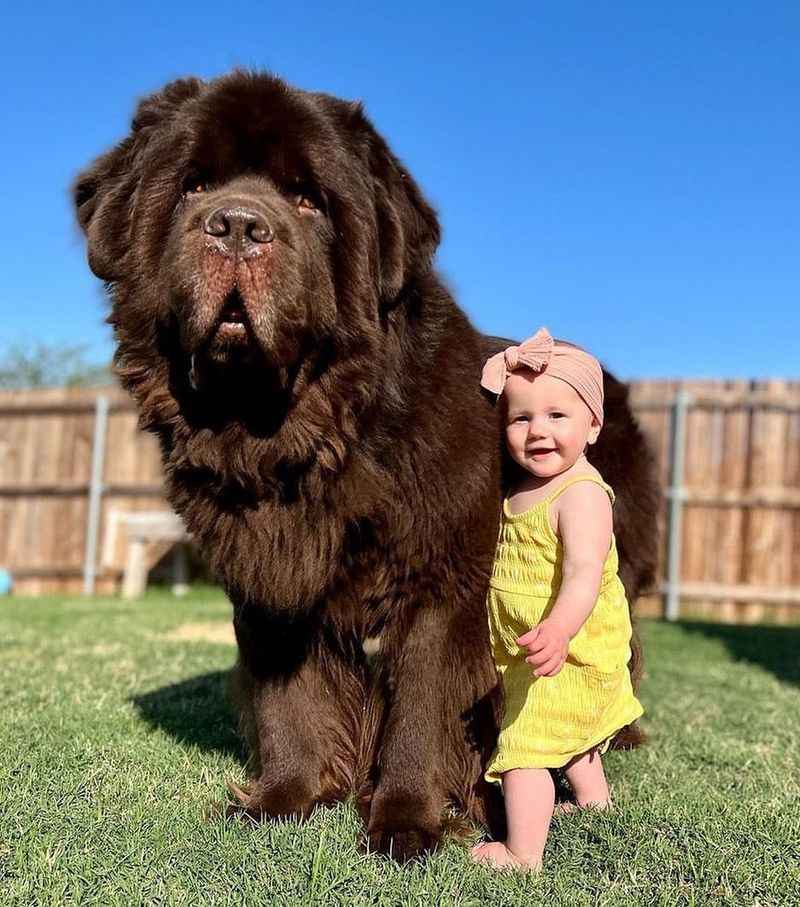 Newfoundland