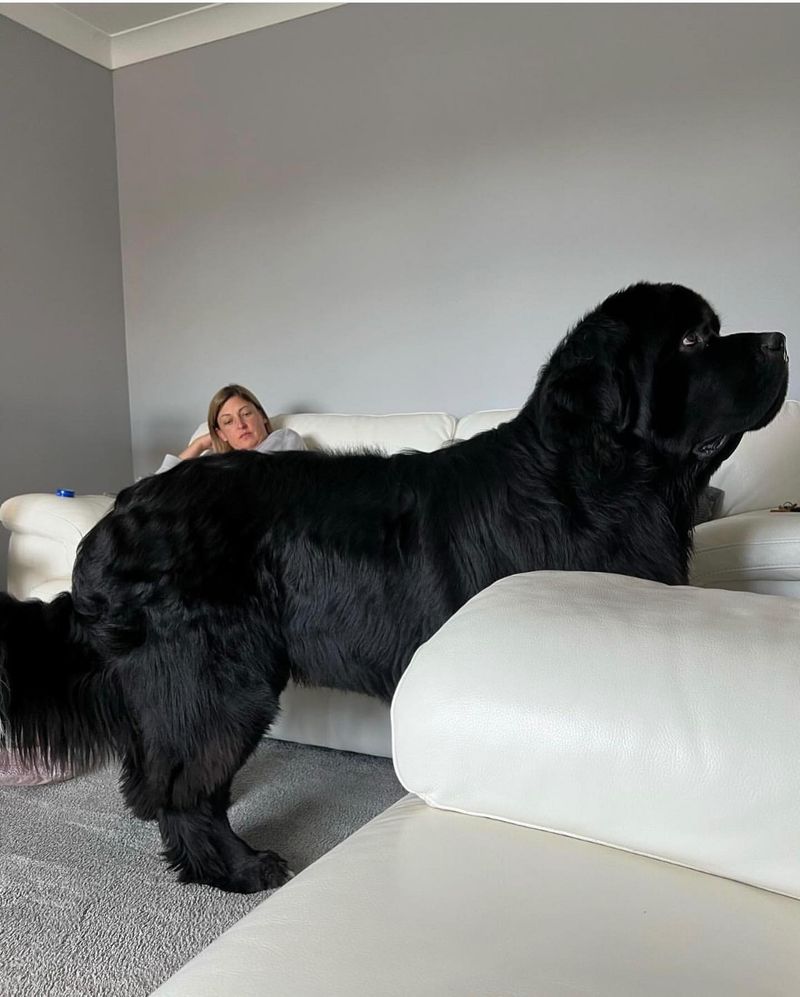 Newfoundland