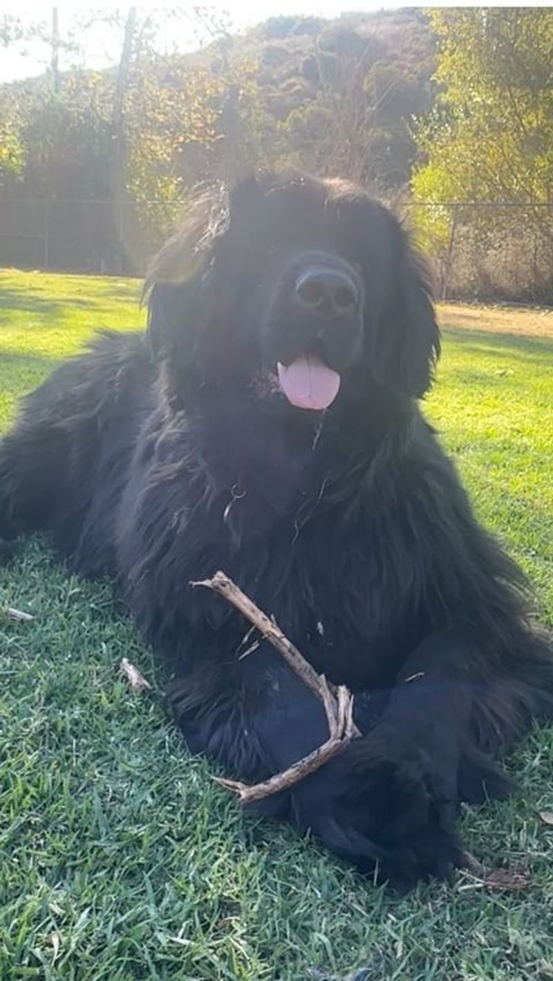 Newfoundland