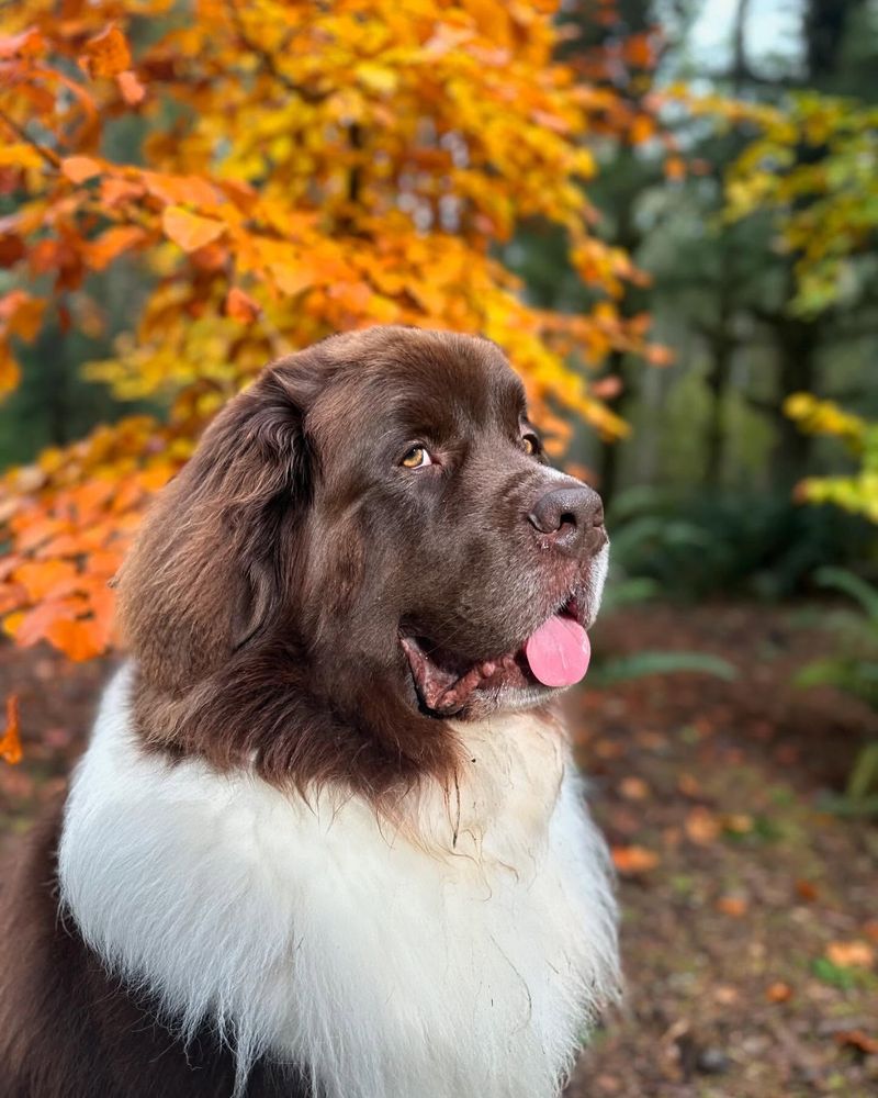 Newfoundland