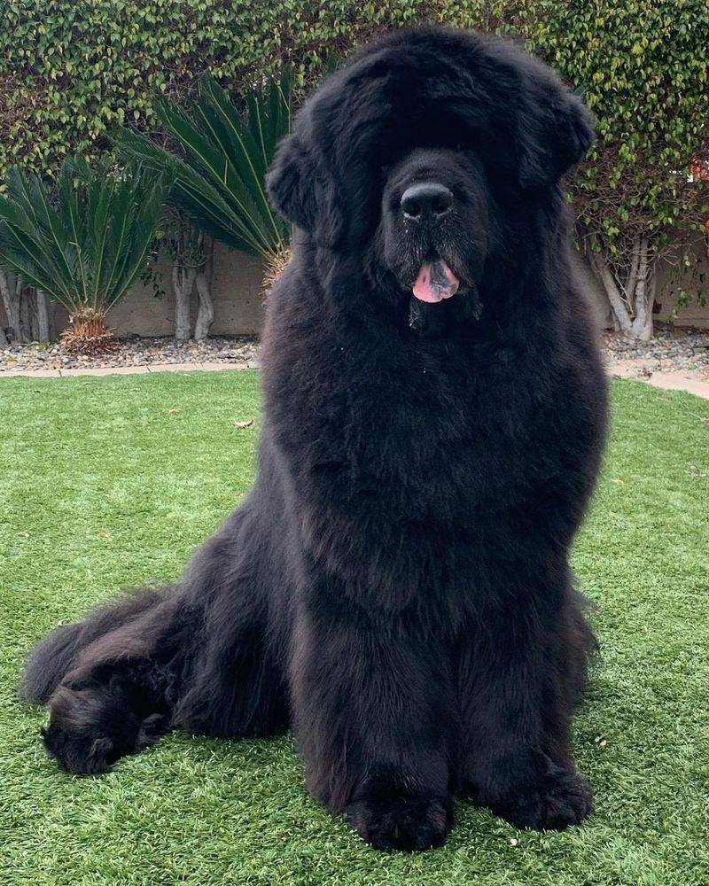 Newfoundland