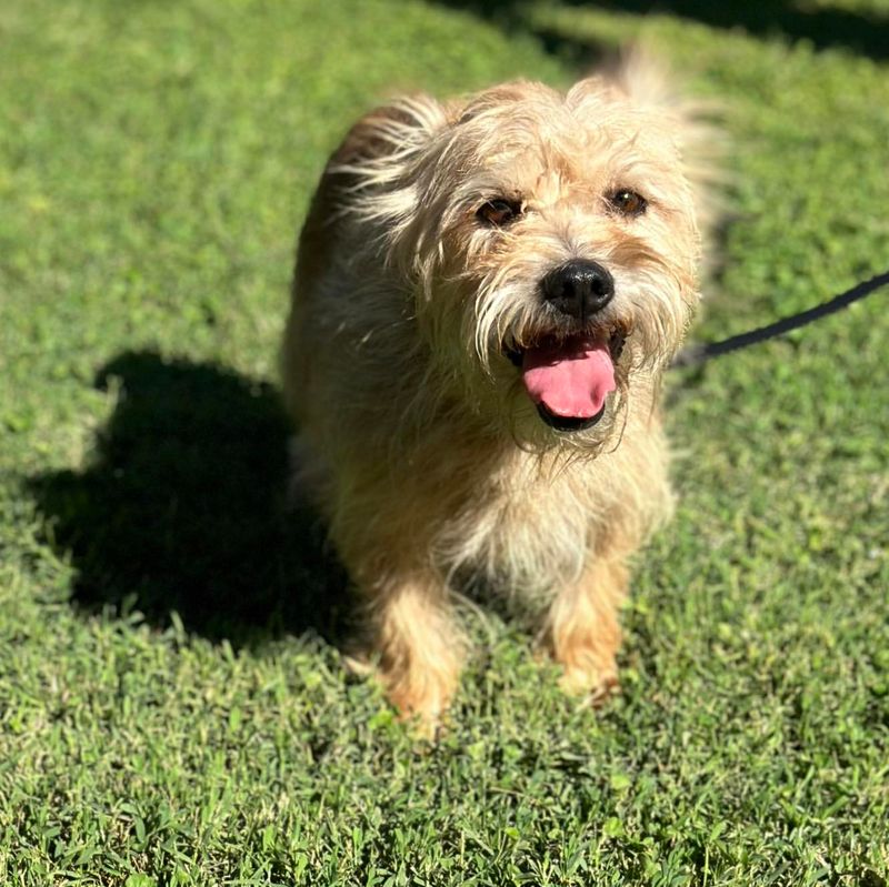 Norfolk Terrier