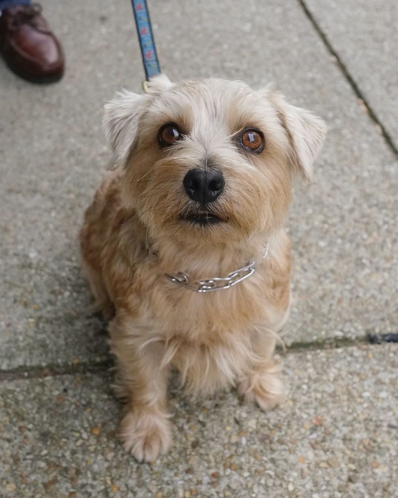 Norfolk Terrier