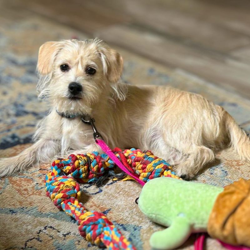 Norfolk Terrier Mix