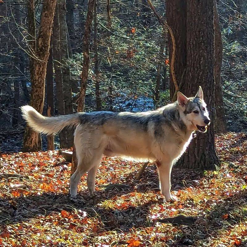 Northern Inuit Dog