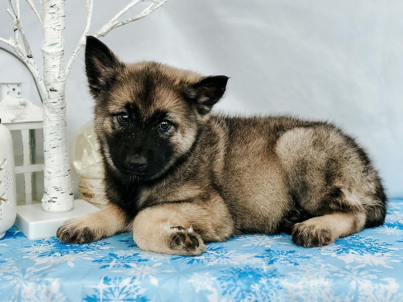 Norwegian Elkhound