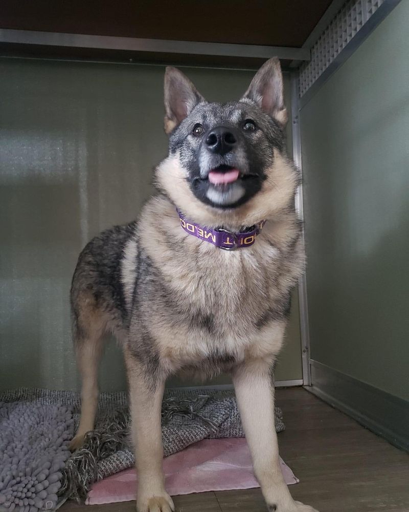 Norwegian Elkhound