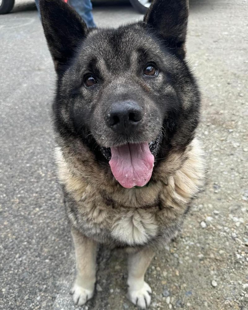 Norwegian Elkhound