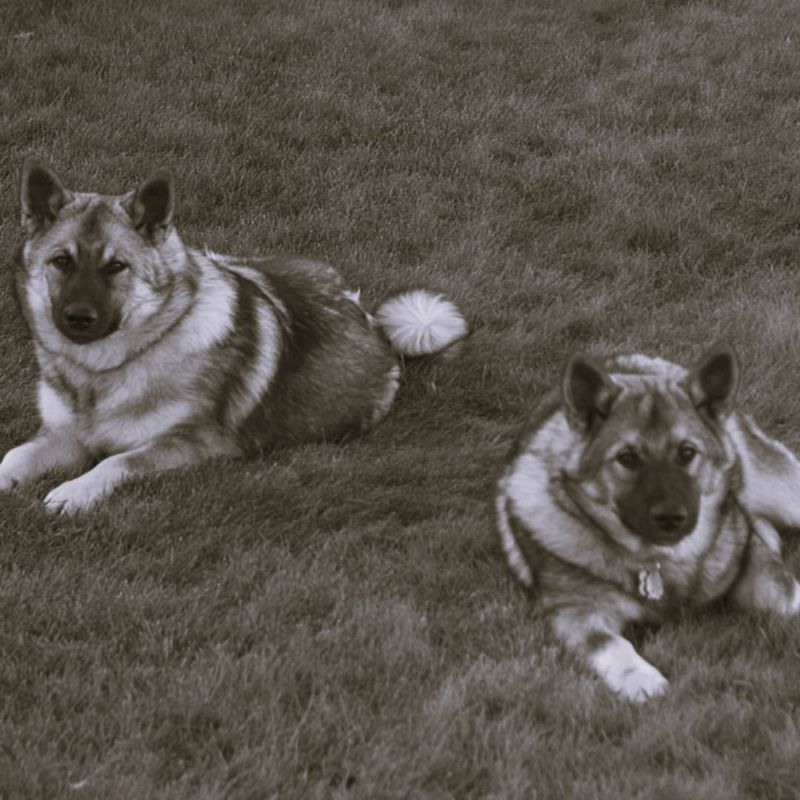 Norwegian Elkhound