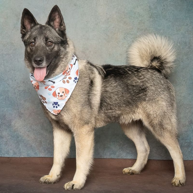 Norwegian Elkhound