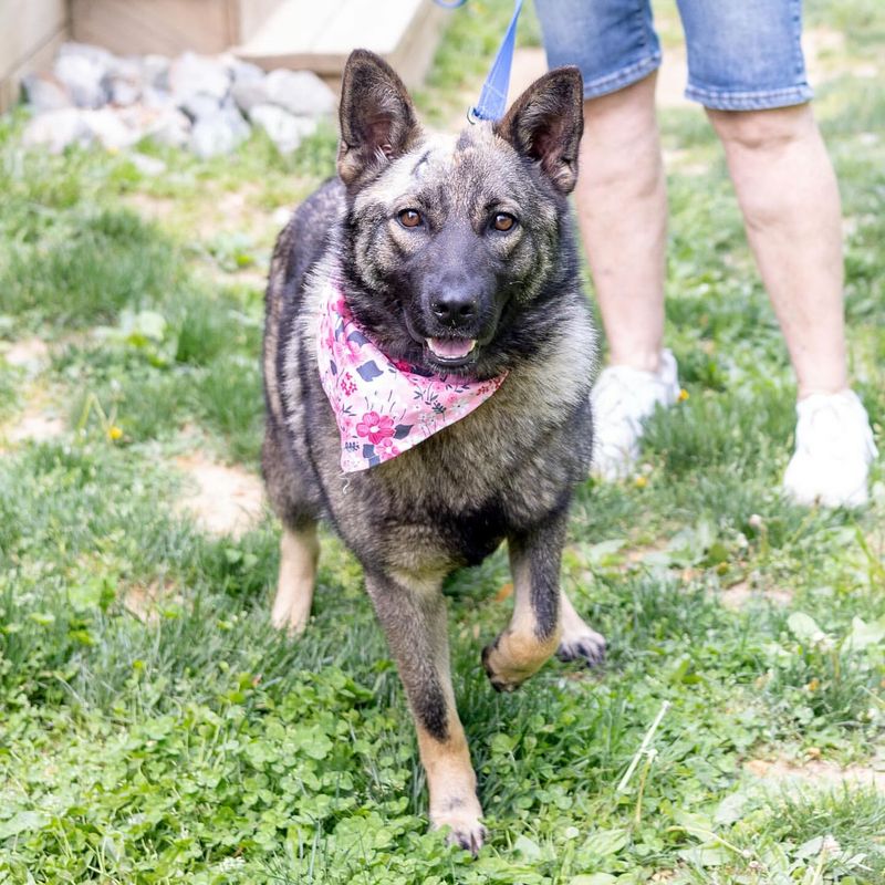 Norwegian Elkhound