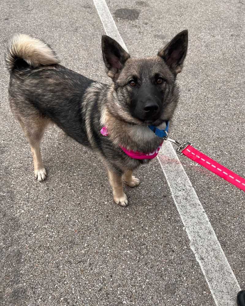 Norwegian Elkhound