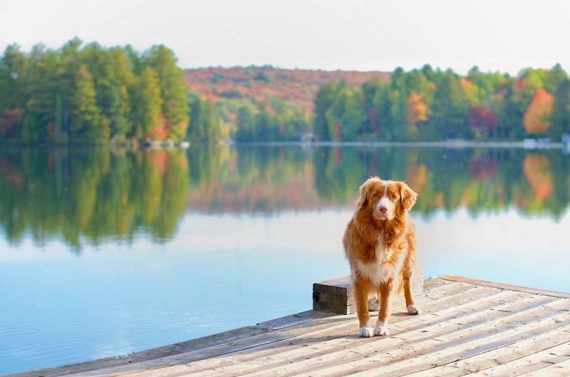 Nova Scotia Duck Tolling Retriever