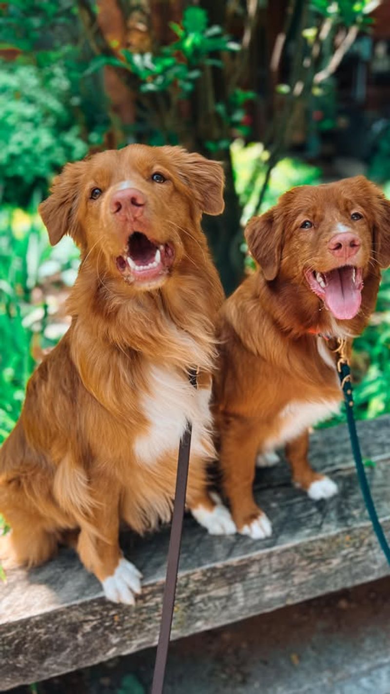 Nova Scotia Duck Tolling Retriever