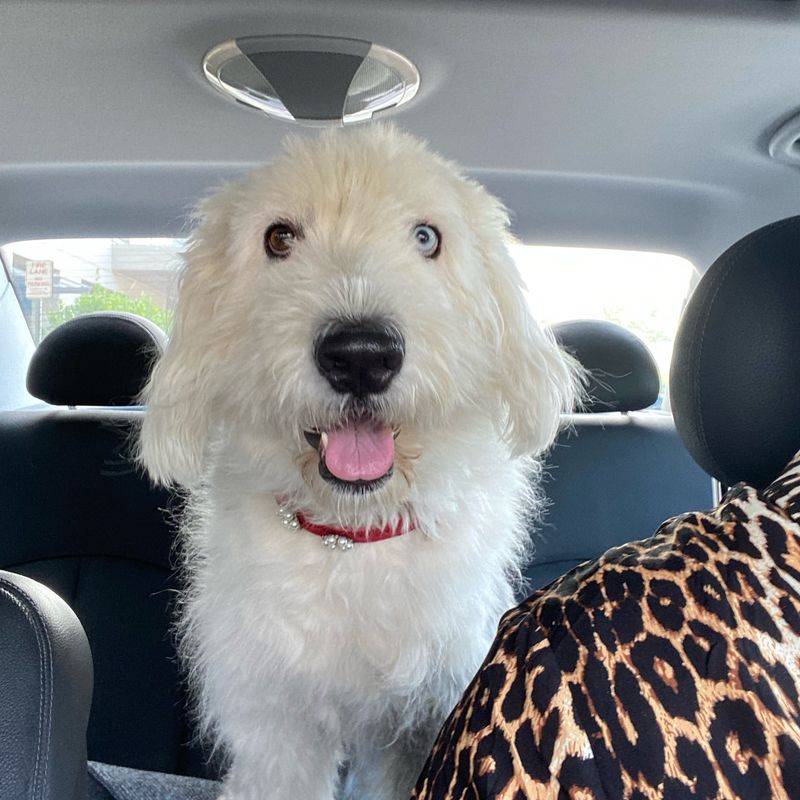 Old English Sheepdog